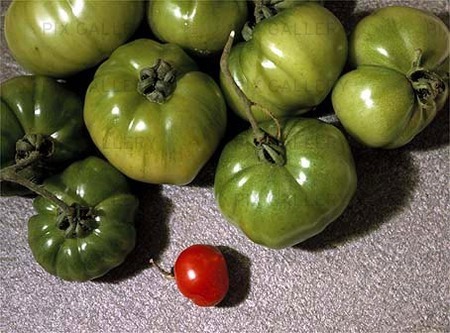 Röd gröna tomater