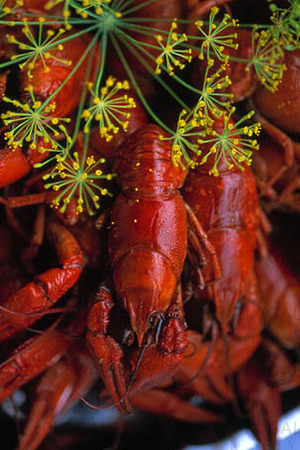 Swedish river crayfish