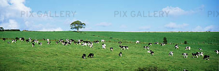 Cows in Landscape