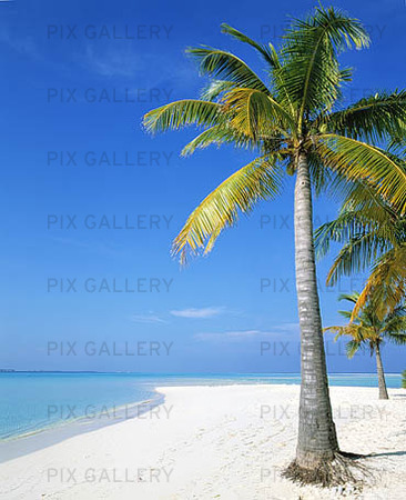 Palm på strand