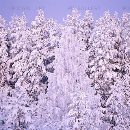 Frostiga träd