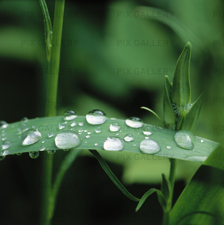 Water droplets on Iris Leaf