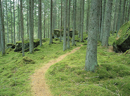 Bild P Stig I Skog 4HEFYS Rights Managed Foto Bildbyr Pix Gallery Bild P Stig I Skog 4HEFYS Rights Managed Foto Bildbyr Pix Gallery
