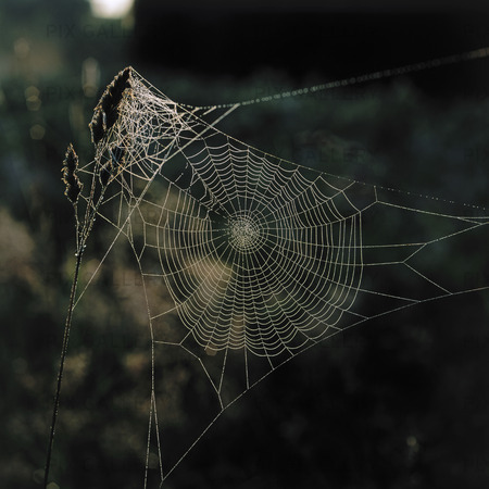 Spider's web with dew