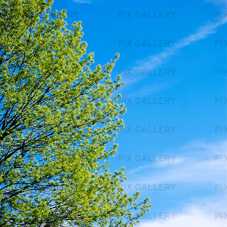 Trädkrona mot blå himmel
