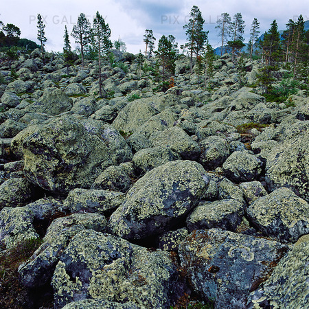 Stenig mark i Stora Sjöfallets nationalpark, Lappland