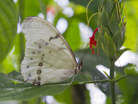 Morpho polyphemus. Butterfly
