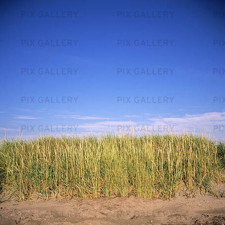 Grass on the beach