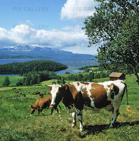Cows at Cold Lake, Jämtland