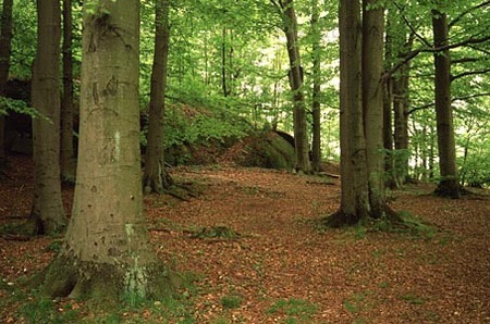 Deciduous forest