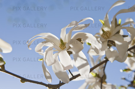 Japansk magnolia