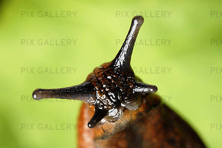Spanish forest snail