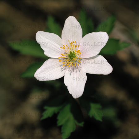 Wood-anemone