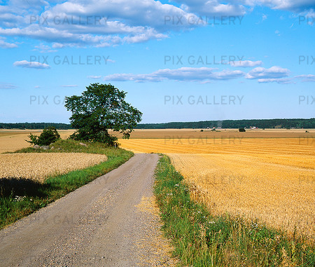 The winding dirt road in the agricultural landscape
