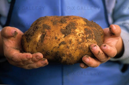 Stor potatis