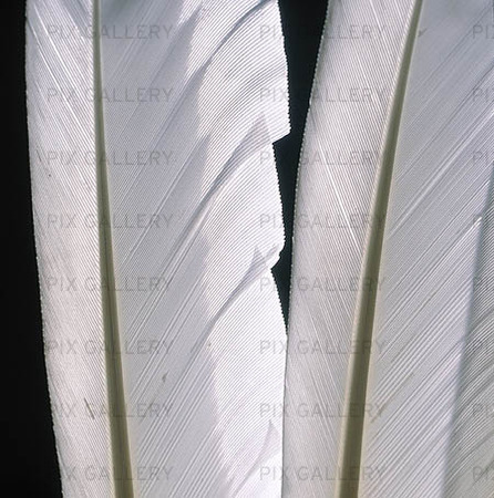 Feather from swan