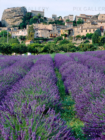 Lavendel vid Saignon i Provence, Frankrike