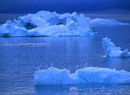 Birds on icebergs, Greenland