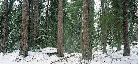 Barrskog på vintern