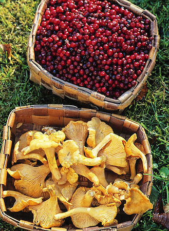 Lingonberry and chanterelles