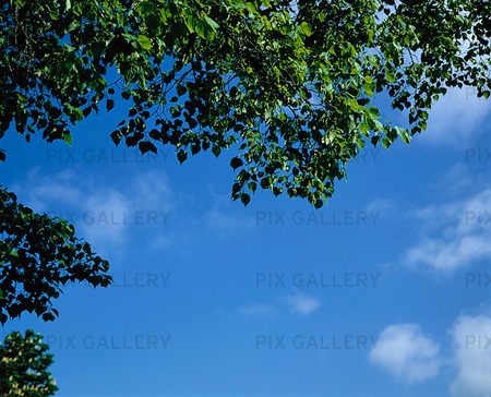Träd mot blå himmel