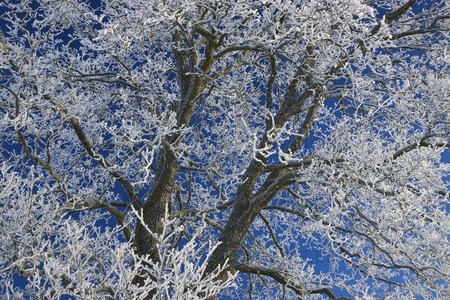 Vinterträd