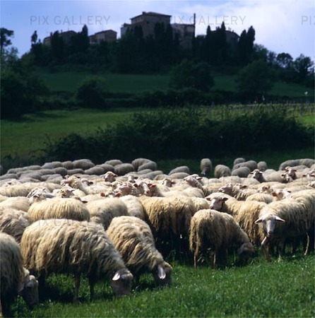 Sheep in Tuscany, Italy