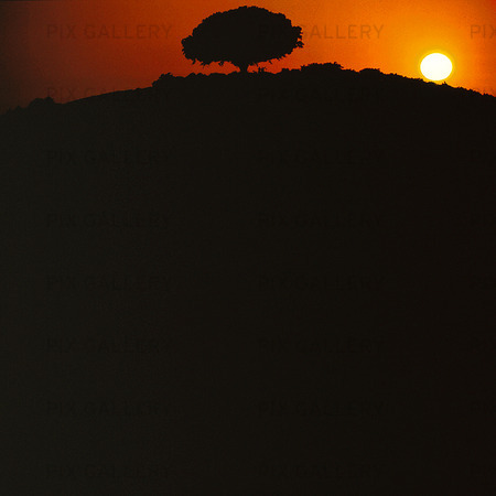 Träd i solnedgång (montage)