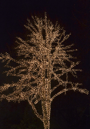 Ljusslingor i träd