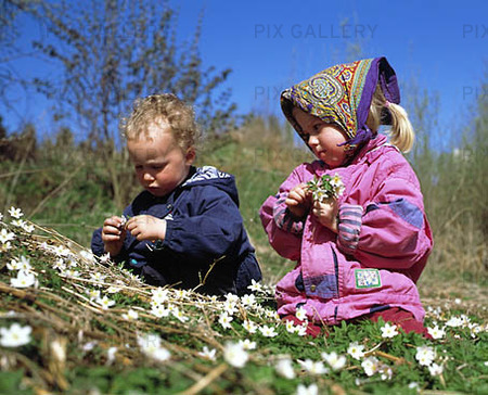 Children pick wood anemones