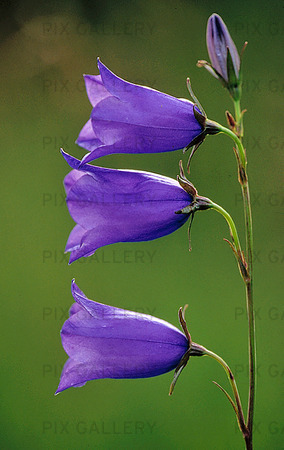 Large Bluebell