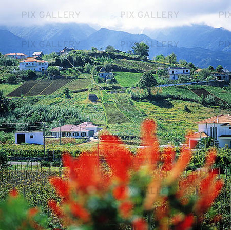 Wineries in Madeira, Portugal