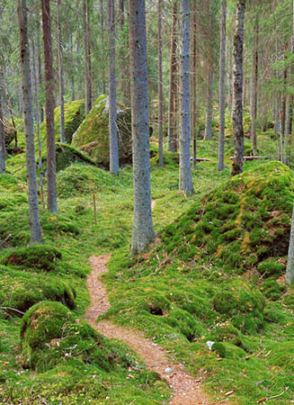 Bild P Stig I Skog DXKGTC Rights Managed Foto Bildbyr Pix Gallery Bild P Stig I Skog DXKGTC Rights Managed Foto Bildbyr Pix Gallery