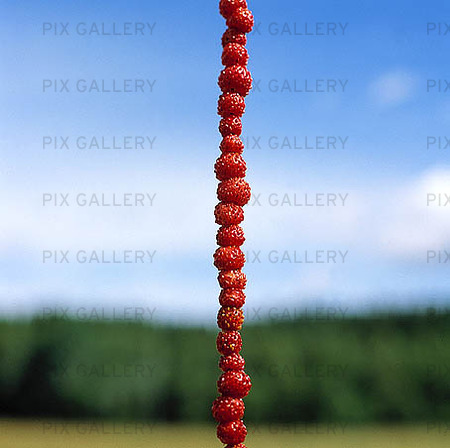Strawberry on the stalk