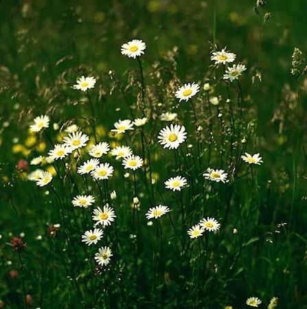 Flowering meadow