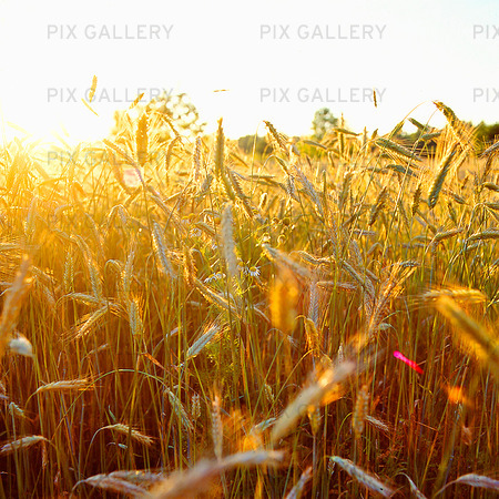 Bild P S desf lt KNJZYP Royaltyfritt Foto Bildbyr Pix Gallery