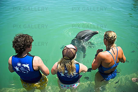 Bad med delfin