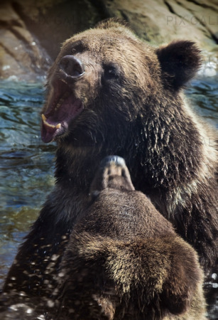 Brunbjörn som slåss