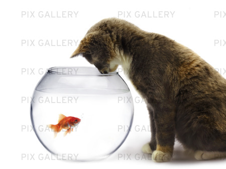 Katt vid skål med guldfisk