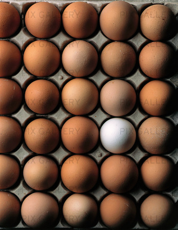 Bruna ägg och ett vitt ägg