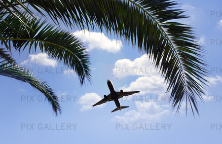 Flygplan som flyger över palmträd