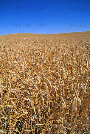 Bild P S desf lt MRJXAP Rights Managed Foto Bildbyr Pix Gallery