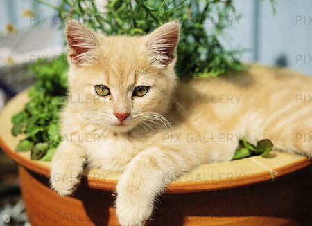 Cat in Flower Pot