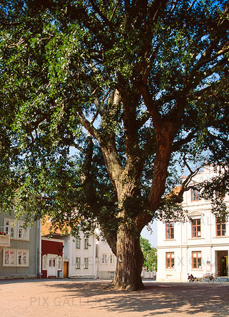 Träd på Marstrand, Bohuslän