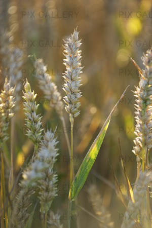 Wheat Upland