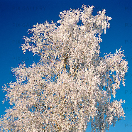 Frost på träd
