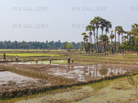 Risfält, Kambodja