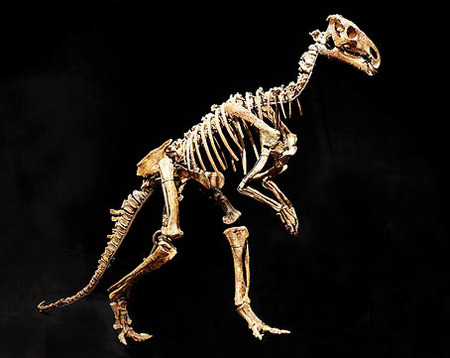 Skelett av dinosaurie