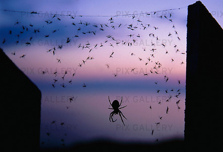 Spindel med insekter i nätet