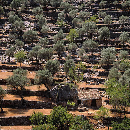 Olivodling på Mallorca, Spanien